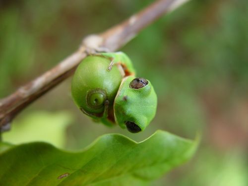 amphibian frog phyllomedusa