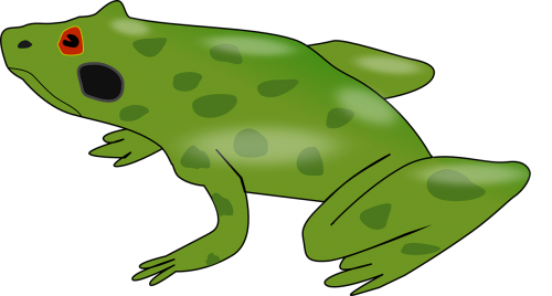 amphibian frog animal