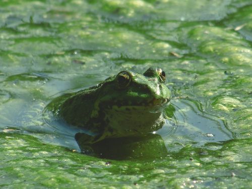 amphibian animal frog