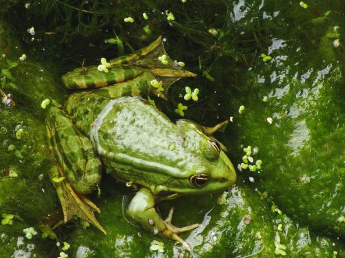 amphibian animal close-up