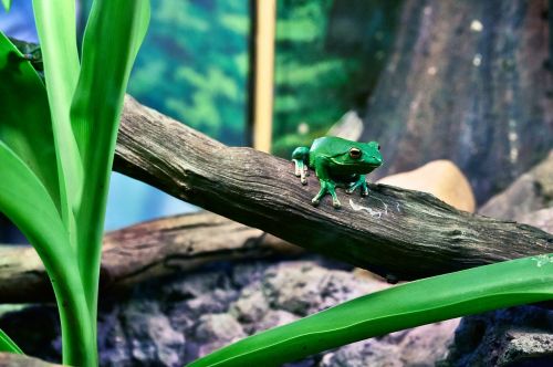 amphibian animal frog