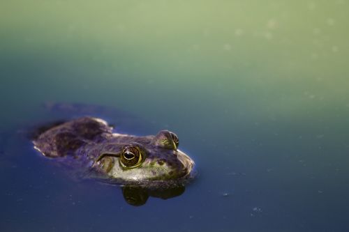 amphibian animal animal photography