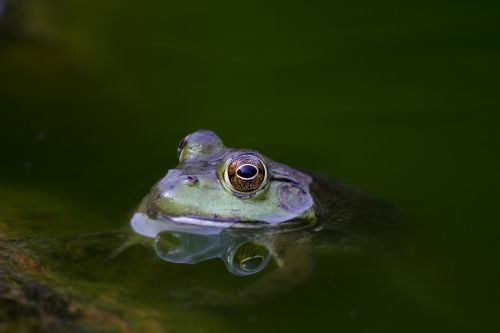 amphibian animal close-up