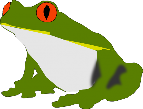 amphibian animal nature