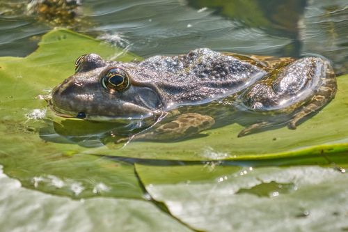 amphibian frog water frog