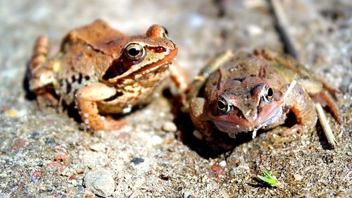 amphibians bezogonowe  nature  animals