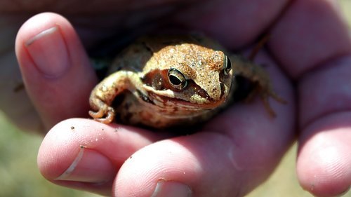 amphibians bezogonowe  nature  amphibian