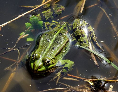 amphibians bezogonowe  frog  nature