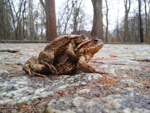 ampleksus  amphibians  a toad