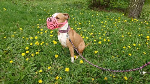 amstaff dog