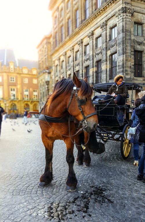 amsterdam horse carriage