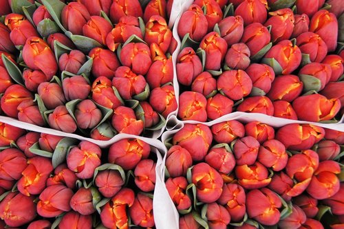 amsterdam  tulips  red