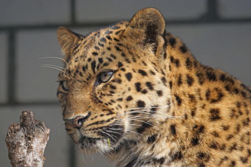 amur leopard close