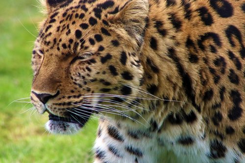 amur  amur leopard  leopard