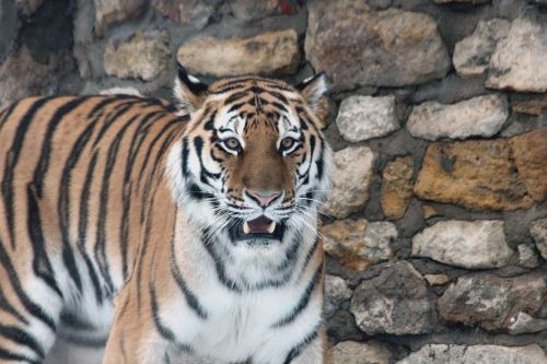 amur tiger tiger predator