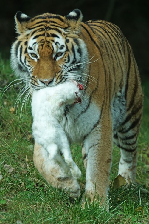 amurtiger tiger predator