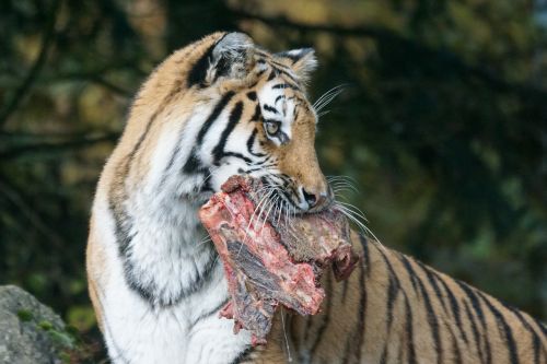 amurtiger predator siberian