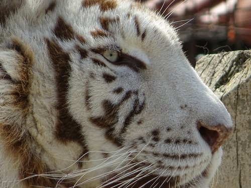 an indian tiger  animal