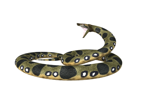 anaconda snake constrictor