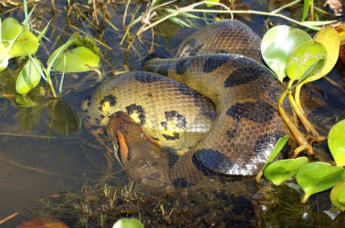anaconda  snake  reptile