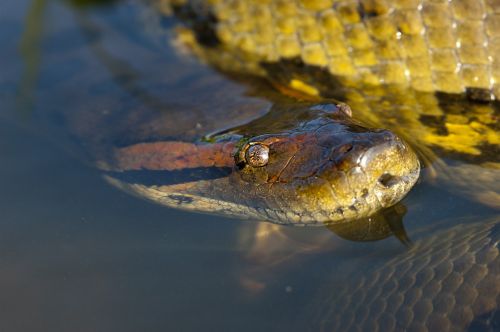 anaconda reptile snake