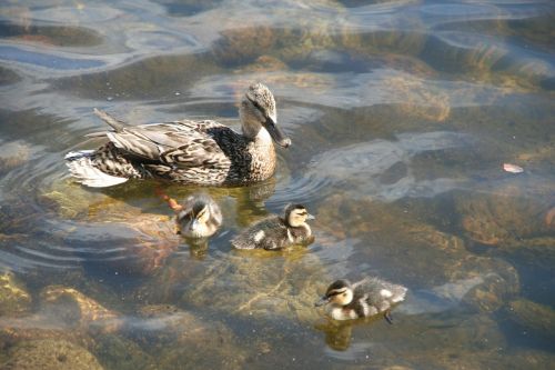 anas platyrhynchos duck mallard