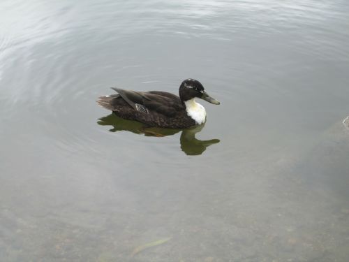 anas platyrhynchos duck animal