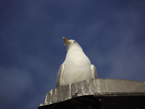 anatolia aspen seagull freedom