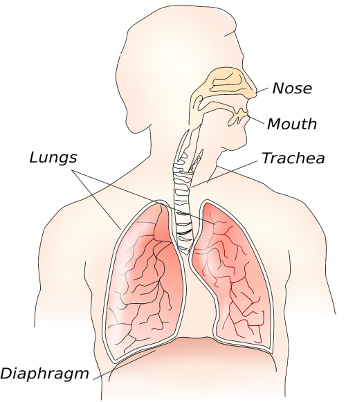 anatomy body lungs