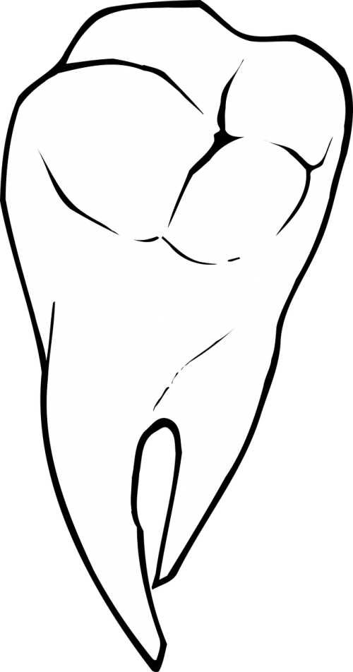 anatomy dentistry teeth