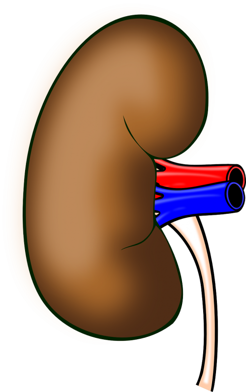anatomy kidney organ