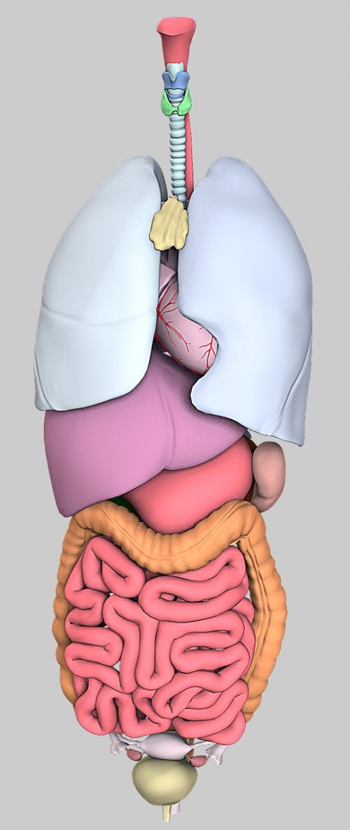 anatomy organs model