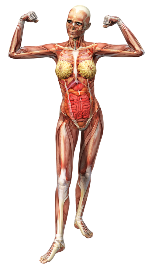 anatomy female muscles