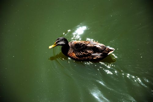 Duck