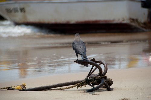 anchor  bird  ship