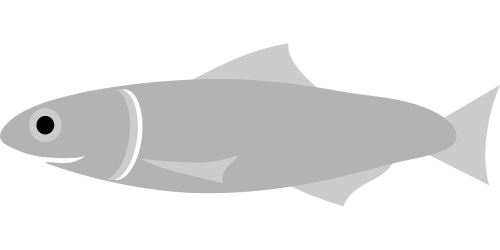 anchovy fish grey