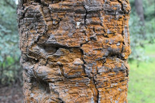 ancient tree textures trunk