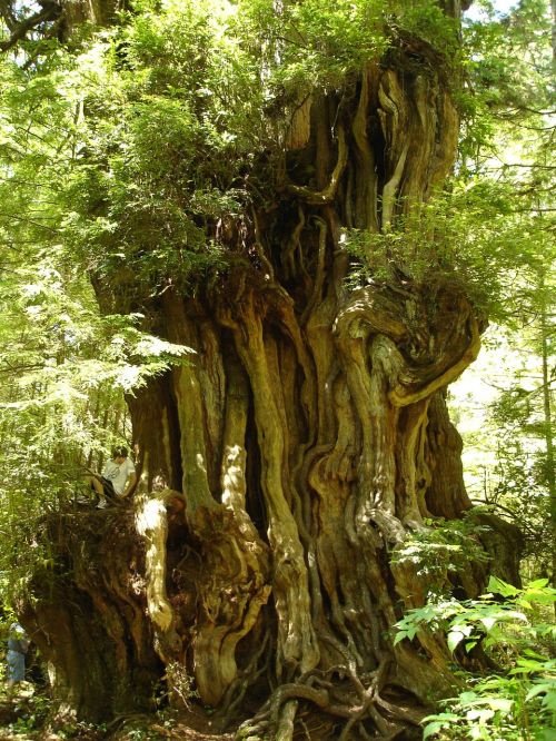 ancient trees cedar olympic