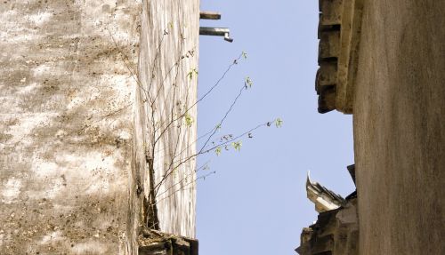 ancient wall flowers and plants sky