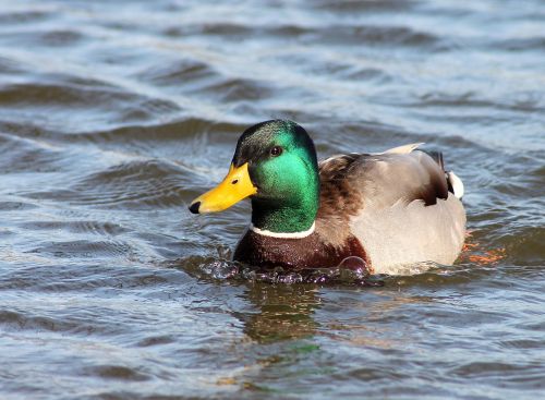 and natural swimming bird