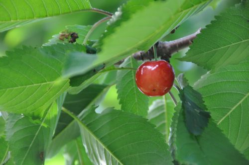 and cherries sato nishiki summer