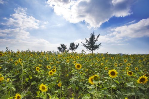 and sole sunflower autumn