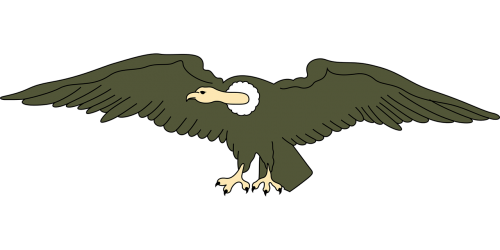 andean animal bird