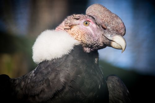 andean condor condor raptor