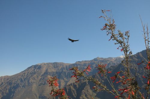 andean condor colca canyon the cross of the condor