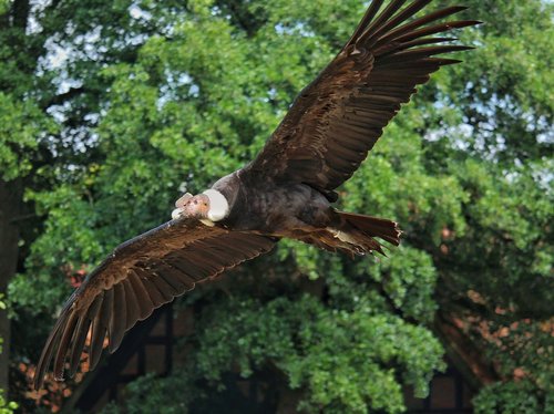 andean condor  condor  raptor