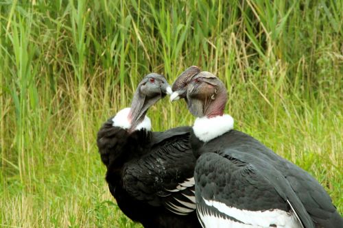 Andean Condors 2