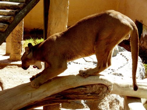 andean puma zoo animal
