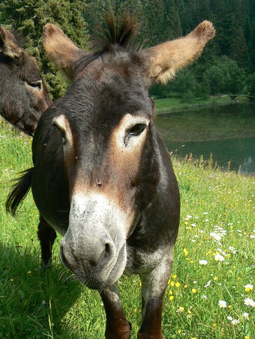 ane animal donkey