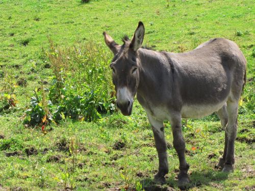 Donkey In The Meadow 3